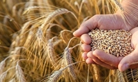 تحقق ۱۱۰ درصدی برنامه تولید بذر گندم در خراسان رضوی 